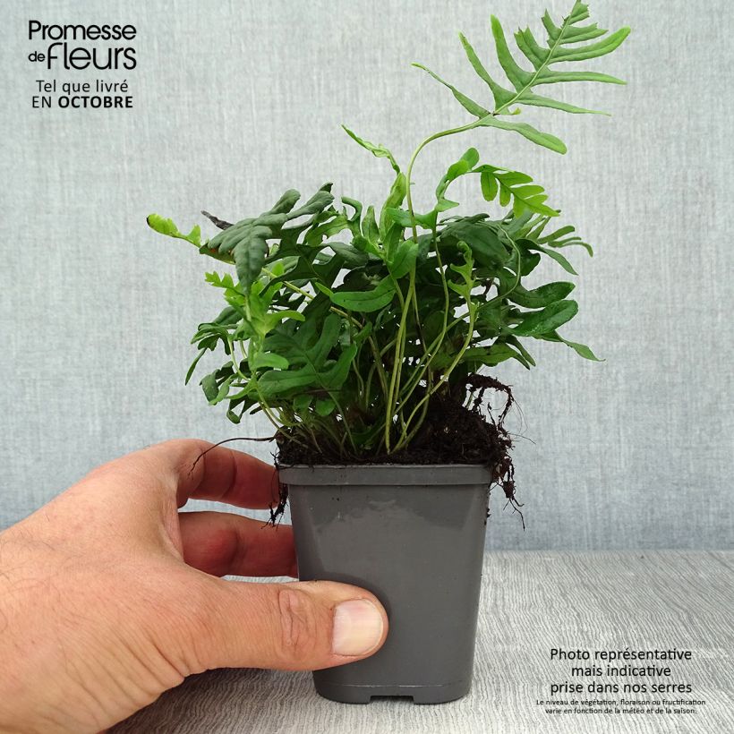 Exemplaar van Polypodium vulgare - Gewone eikvaren Kweekpotje van 8/9 cm zoals geleverd in de herfst