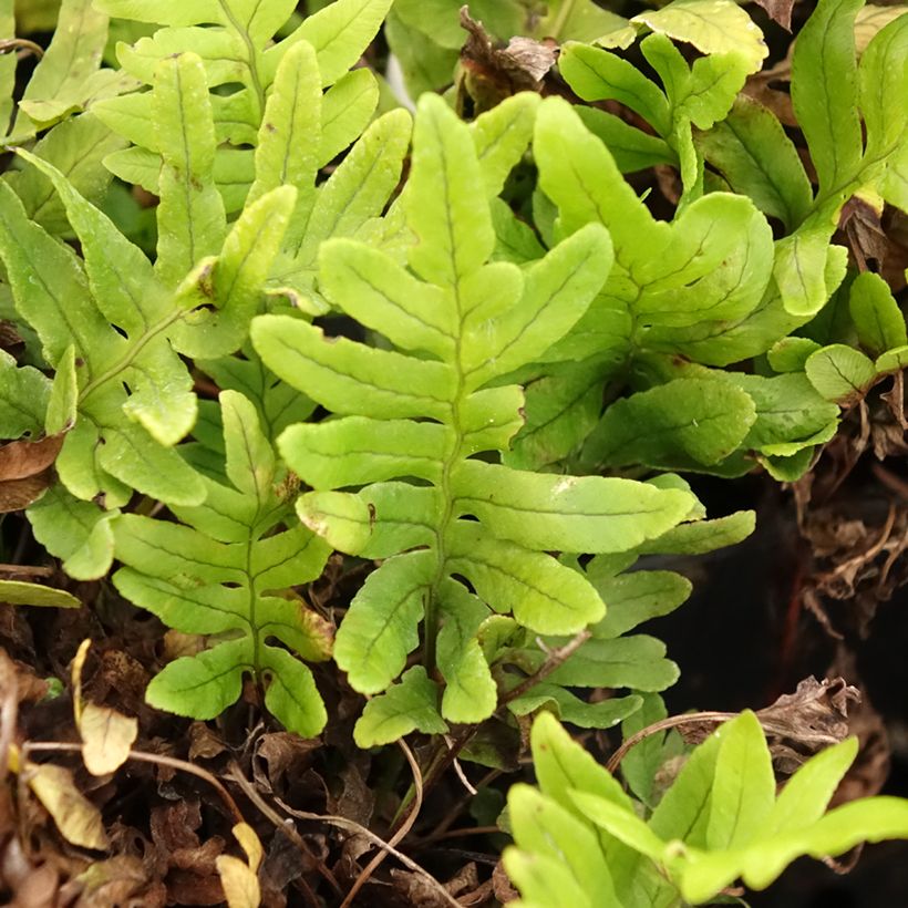 Polypodium cambricum Whitley Giant - Gedronken eikvaren (Blad)