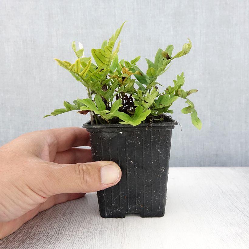 Exemplaar van Polypodium cambricum Whitley Giant - Gedronken eikvaren Kweekpotje van 8/9 cm zoals geleverd in de zomer