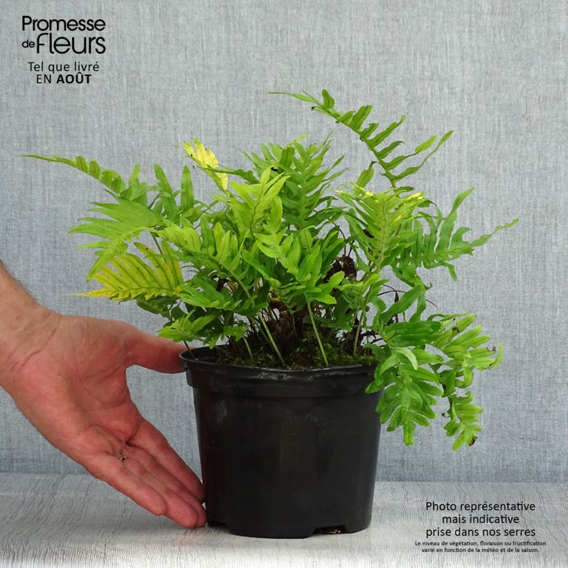 Exemplaar van Polypodium cambricum Whitley Giant - Gedronken eikvaren Pot van 2 l/3 l zoals geleverd in de zomer