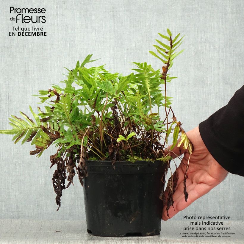 Exemplaar van Polypodium Whitley Giant - Fougère, Polypode Pot de 2L/3L zoals geleverd in de winter