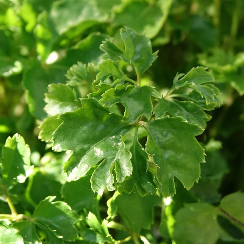 Polyscias balfouriana Butterfly - Aralia (Blad)