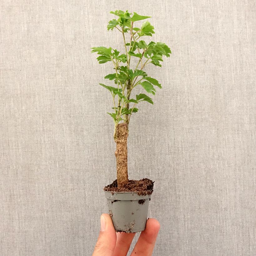 Exemplaar van Polyscias balfouriana Butterfly - Aralia Mini-kamerplanten zoals geleverd in de lente