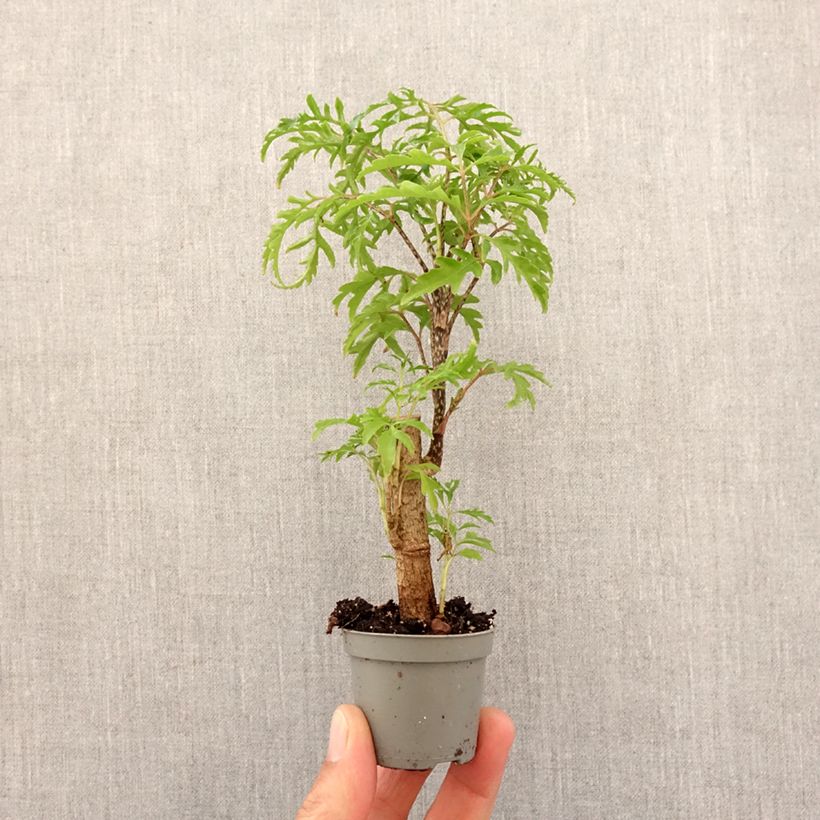 Example of Polyscias filicifolia - Aralia Mini-kamerplanten as you get in printemps