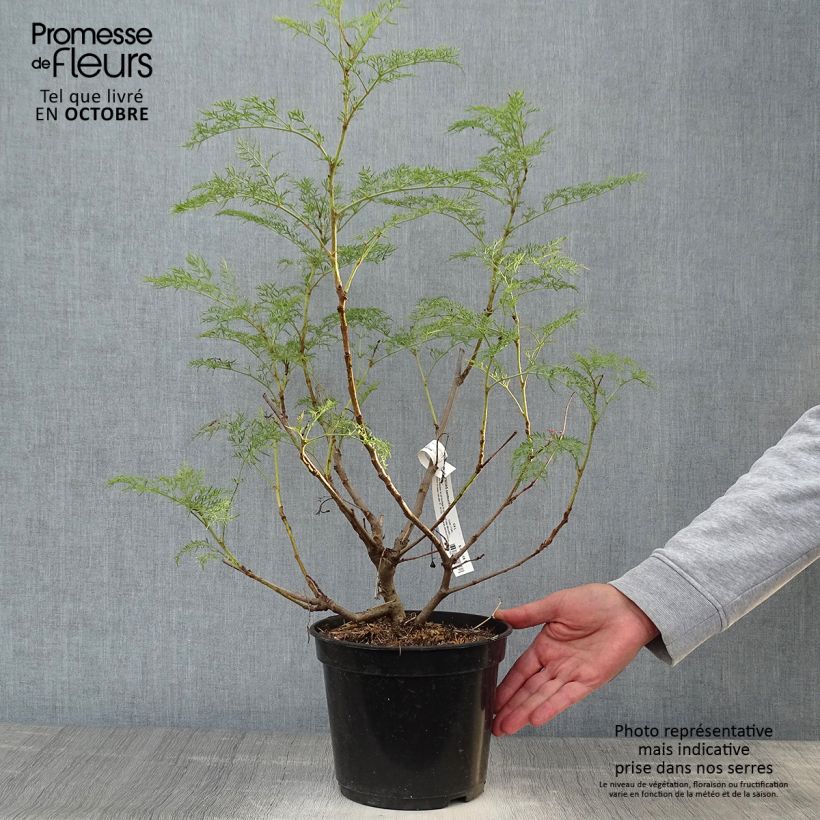 Exemplaar van Polyscias sambucifolia - Sureau panax Pot de 4L/5L zoals geleverd in de herfst