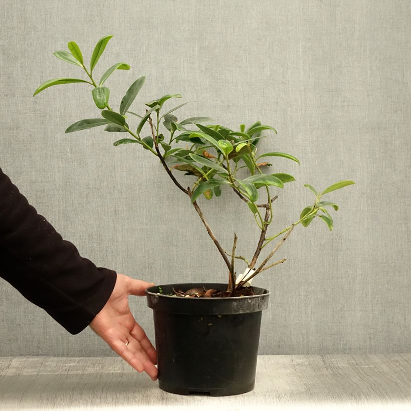 Exemplaar van Polyspora axillaris - Polyspora Pot van 3 l/4 l zoals geleverd in de herfst