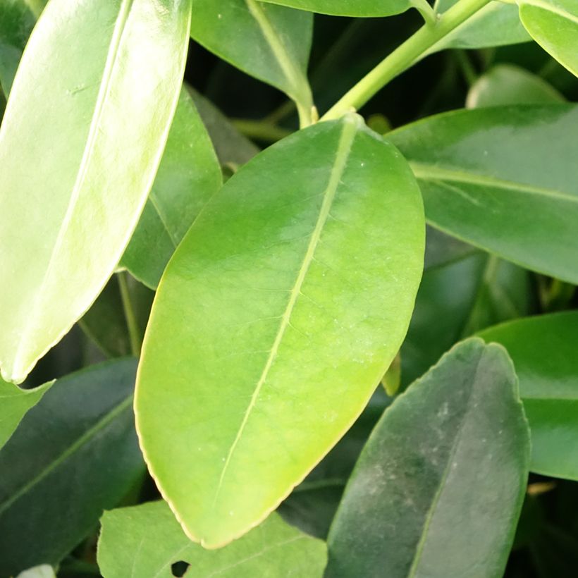 Polyspora axillaris - Polyspora (Blad)