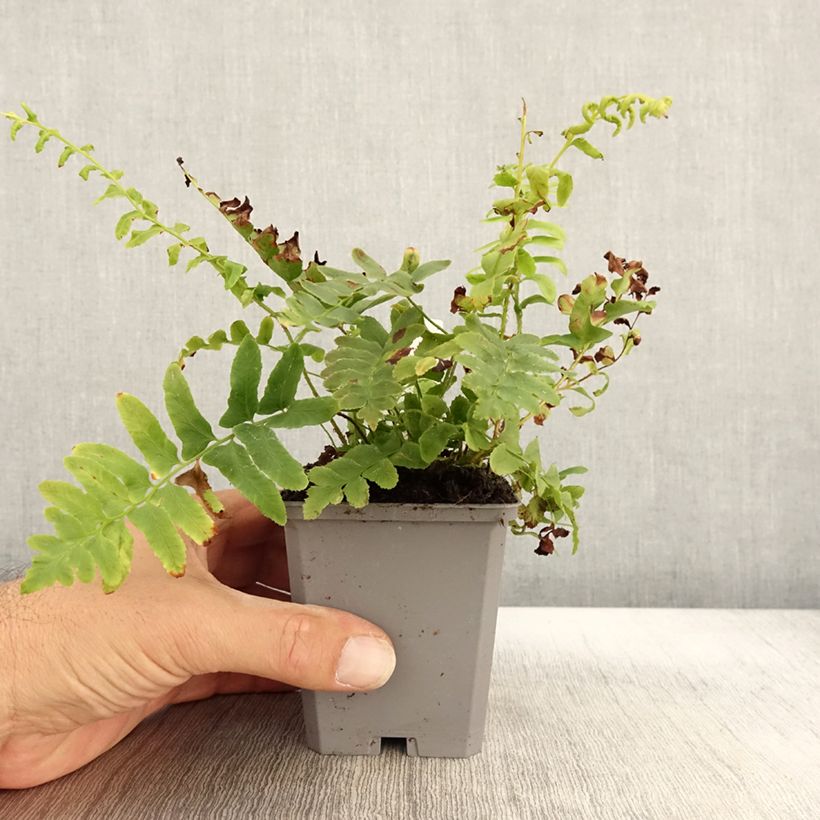 Exemplaar van Polystichum acrostichoides - Naaldvaren Kweekpotje van 8/9 cm zoals geleverd in de herfst