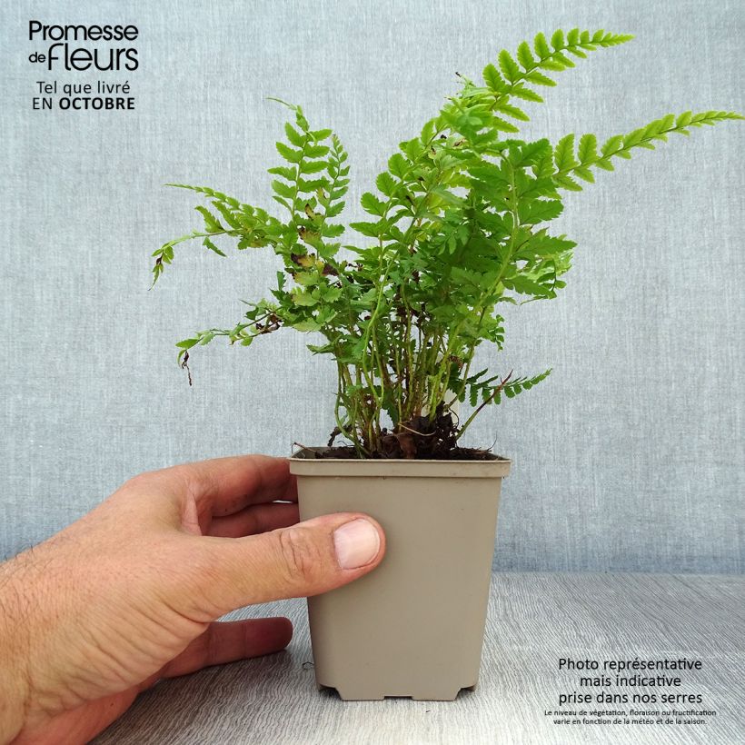 Exemplaar van Polystichum aculeatum - Stijve naaldvaren Kweekpotje van 8/9 cm zoals geleverd in de herfst