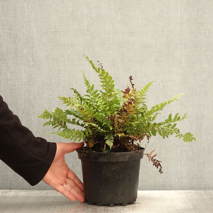 Exemplaar van Polystichum aculeatum - Stijve naaldvaren Pot van 2 l/3 l zoals geleverd in de herfst