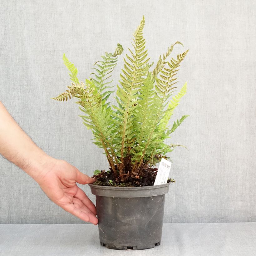 Exemplaar van Polystichum aculeatum - Stijve naaldvaren Pot van 2 l/3 l zoals geleverd in de zomer