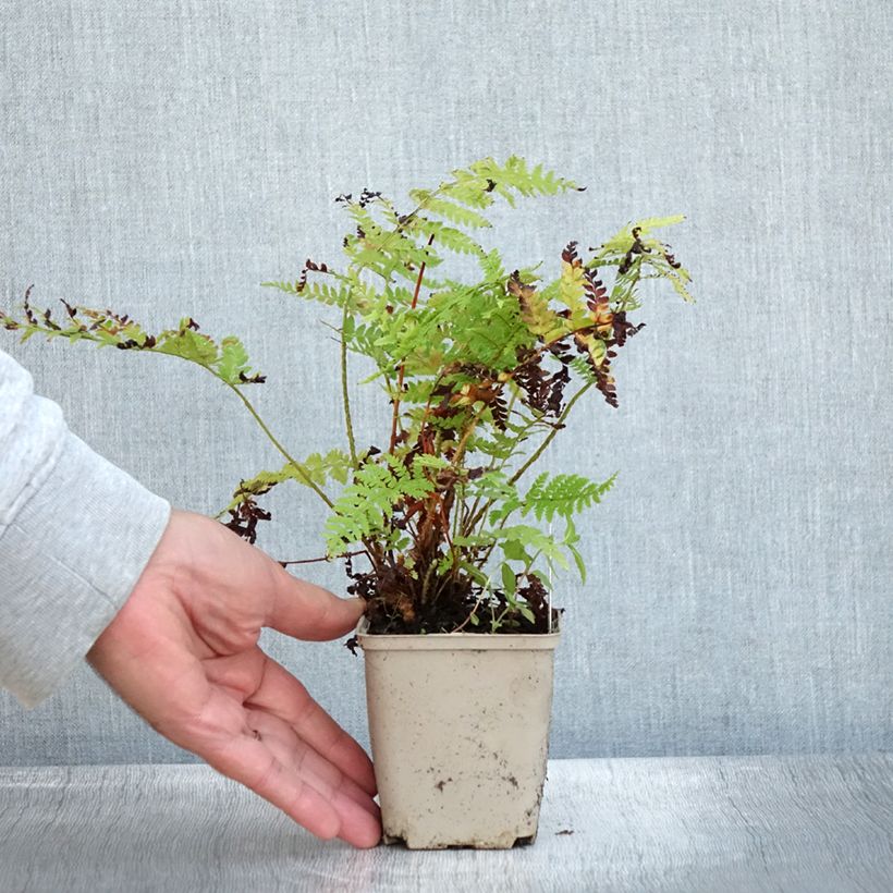 Exemplaar van Polystichum braunii - Brauns schildvaren Kweekpotje van 8/9 cm zoals geleverd in de herfst