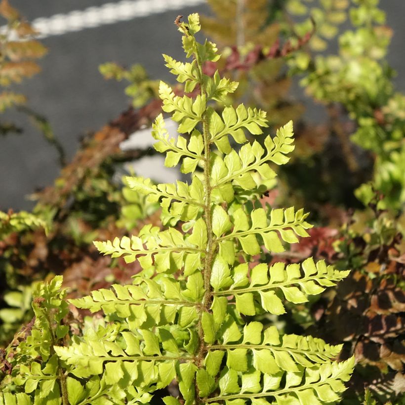 Polystichum makinoi - Schildvaren (Blad)