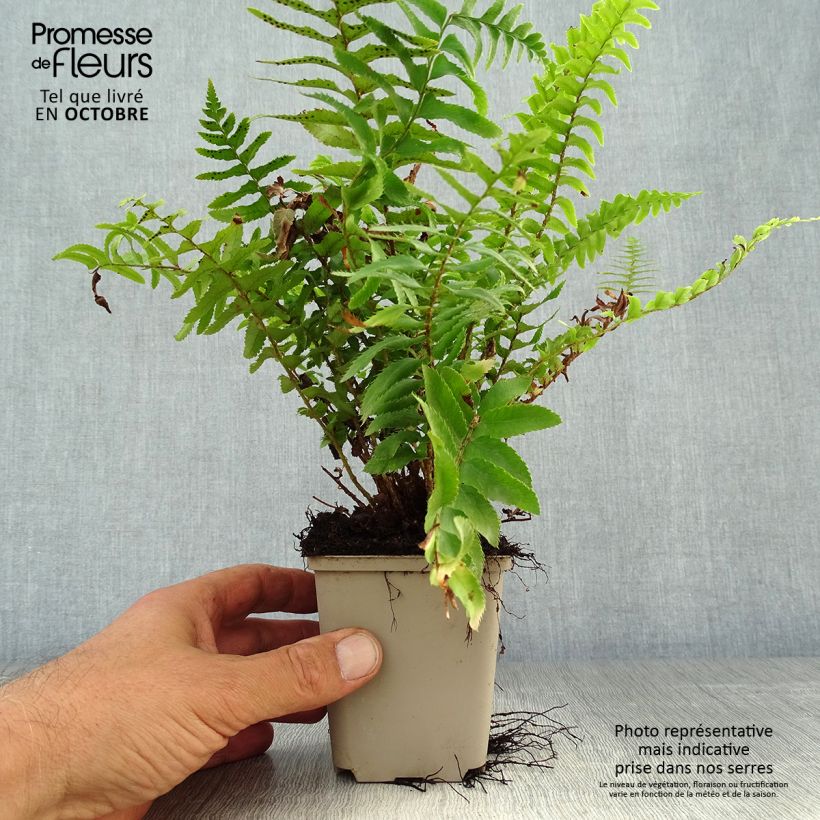 Exemplaar van Polystichum munitum - Zwaardvaren Kweekpotje van 8/9 cm zoals geleverd in de herfst