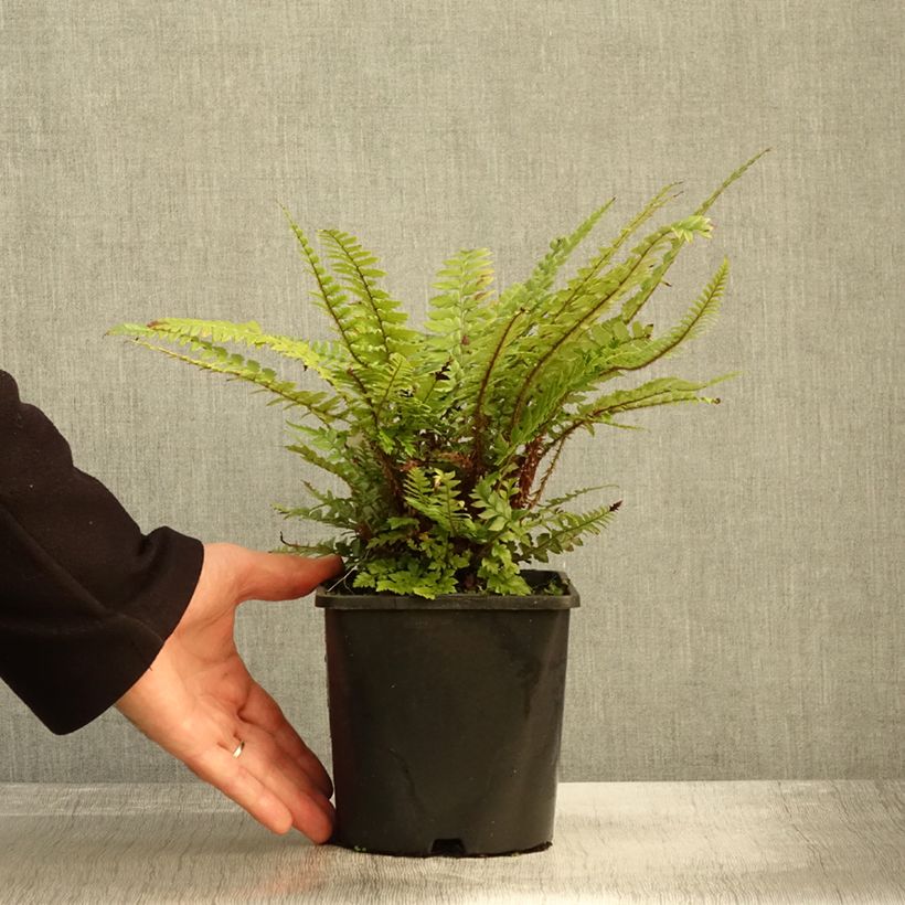 Exemplaar van Polystichum neolobatum - Aziatische sabelvaren Pot van 2 l/3 l zoals geleverd in de herfst