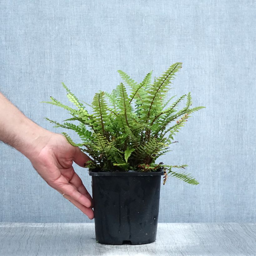 Exemplaar van Polystichum neolobatum - Aziatische sabelvaren Pot van 2 l/3 l zoals geleverd in de zomer