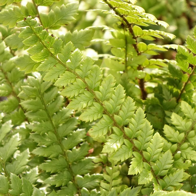 Polystichum neolobatum - Aziatische sabelvaren (Blad)