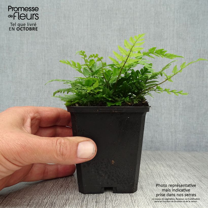 Exemplaar van Polystichum rigens - Schildvaren Kweekpotje van 8/9 cm zoals geleverd in de herfst