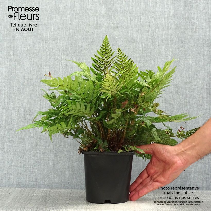 Exemplaar van Polystichum rigens - Schildvaren Pot van 2 l/3 l zoals geleverd in de zomer