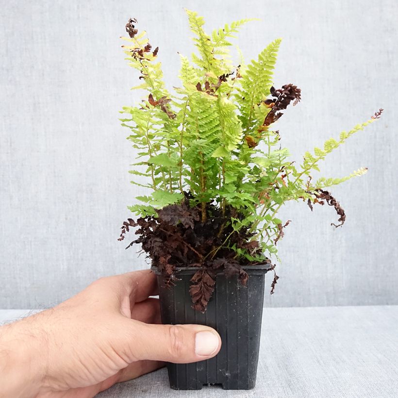 Exemplaar van Polystichum setiferum Densum - Zachte naaldvaren Kweekpotje van 8/9 cm zoals geleverd in de herfst