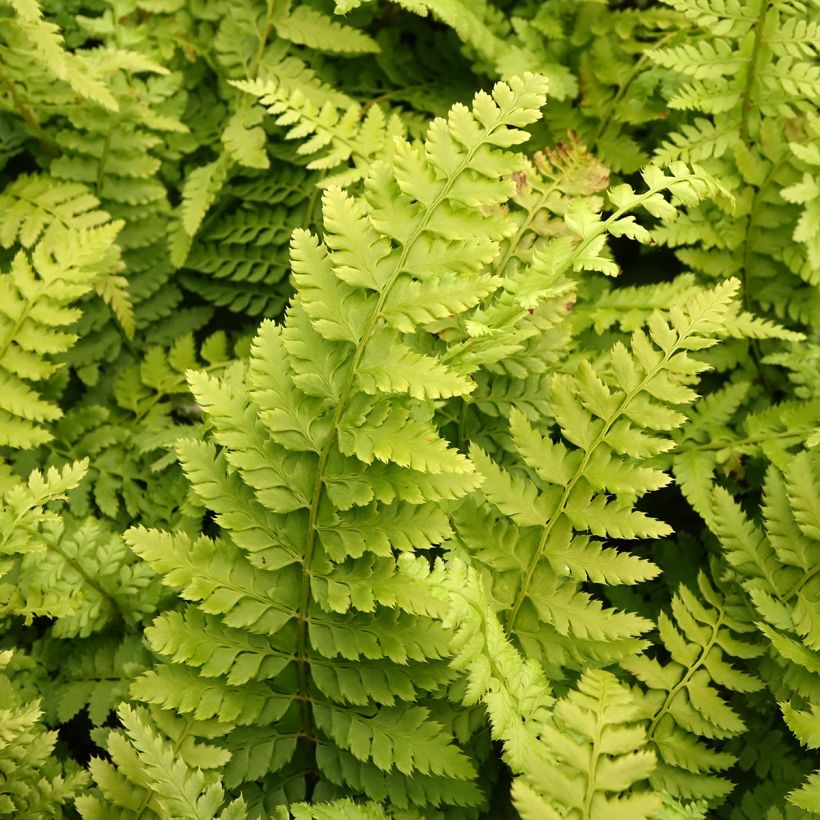 Polystichum setiferum Densum - Zachte naaldvaren (Blad)