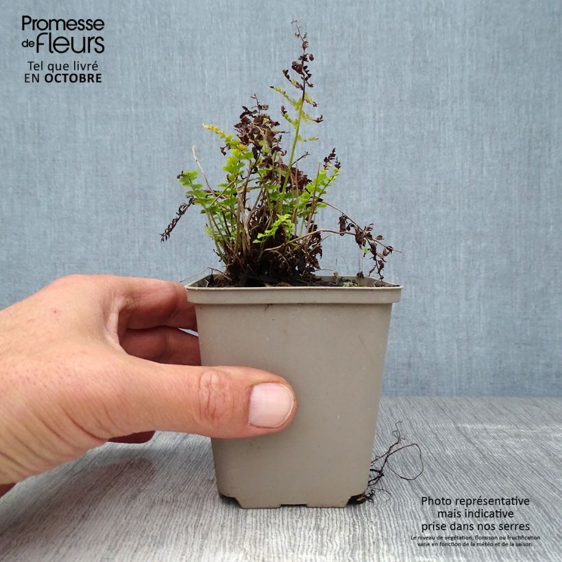 Exemplaar van Polystichum setiferum Herrenhausen - Zachte naaldvaren Kweekpotje van 8/9 cm zoals geleverd in de herfst