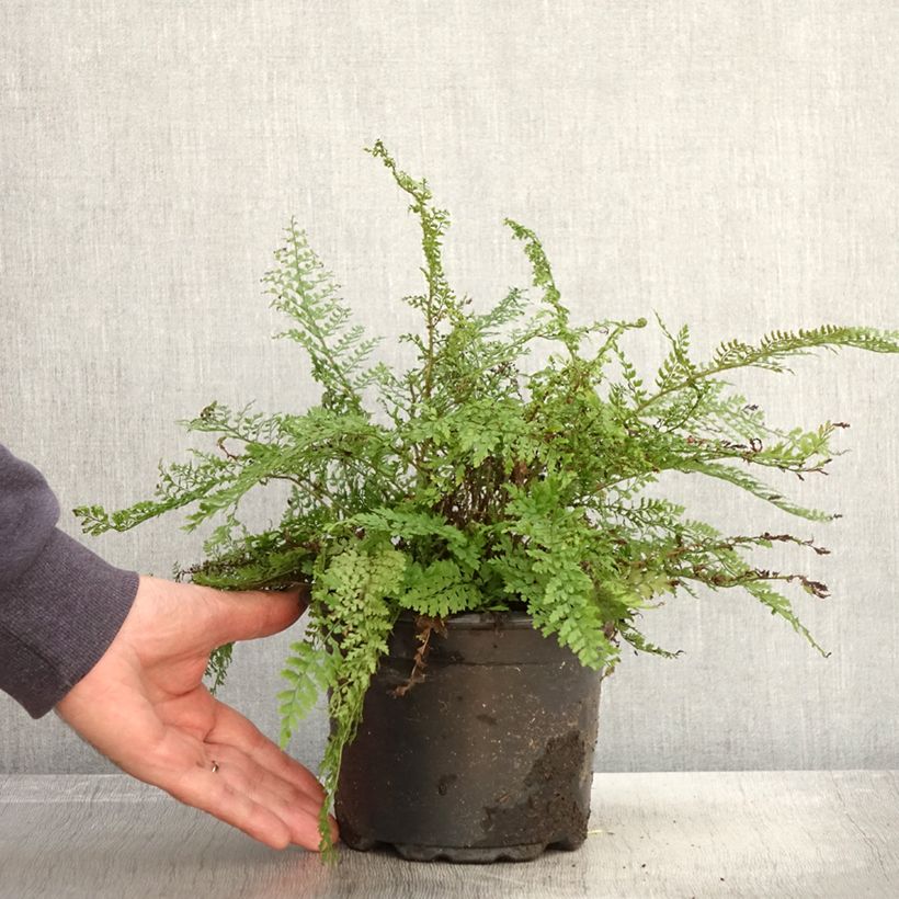 Exemplaar van Polystichum setiferum Herrenhausen - Zachte naaldvaren Pot van 2 l/3 l zoals geleverd in de herfst