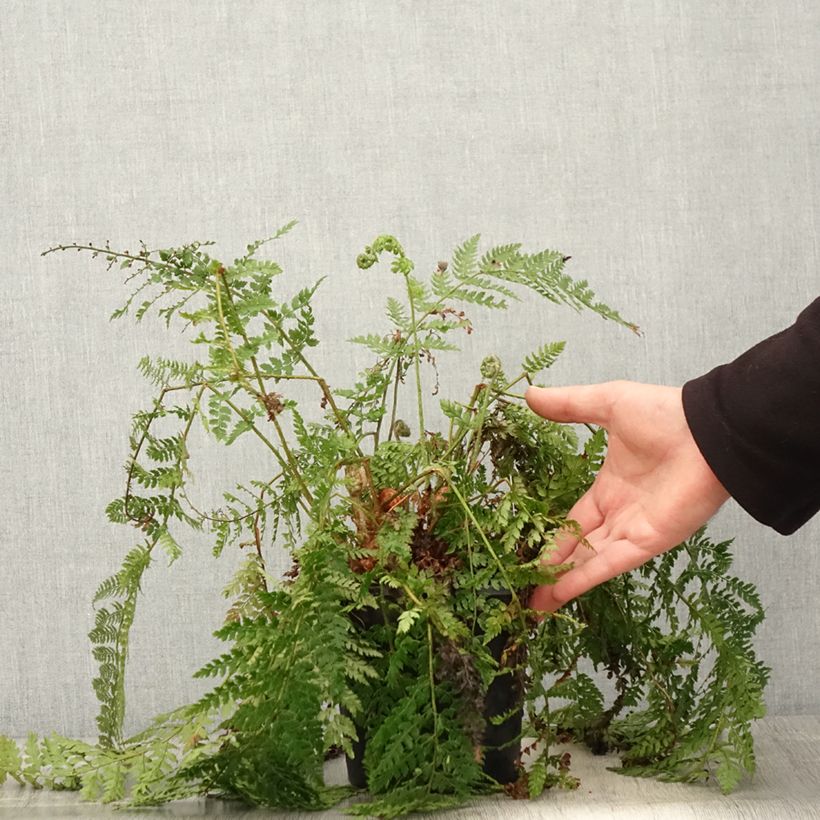 Exemplaar van Polystichum setiferum Herrenhausen - Zachte naaldvaren Pot van 2 l/3 l zoals geleverd in de lente