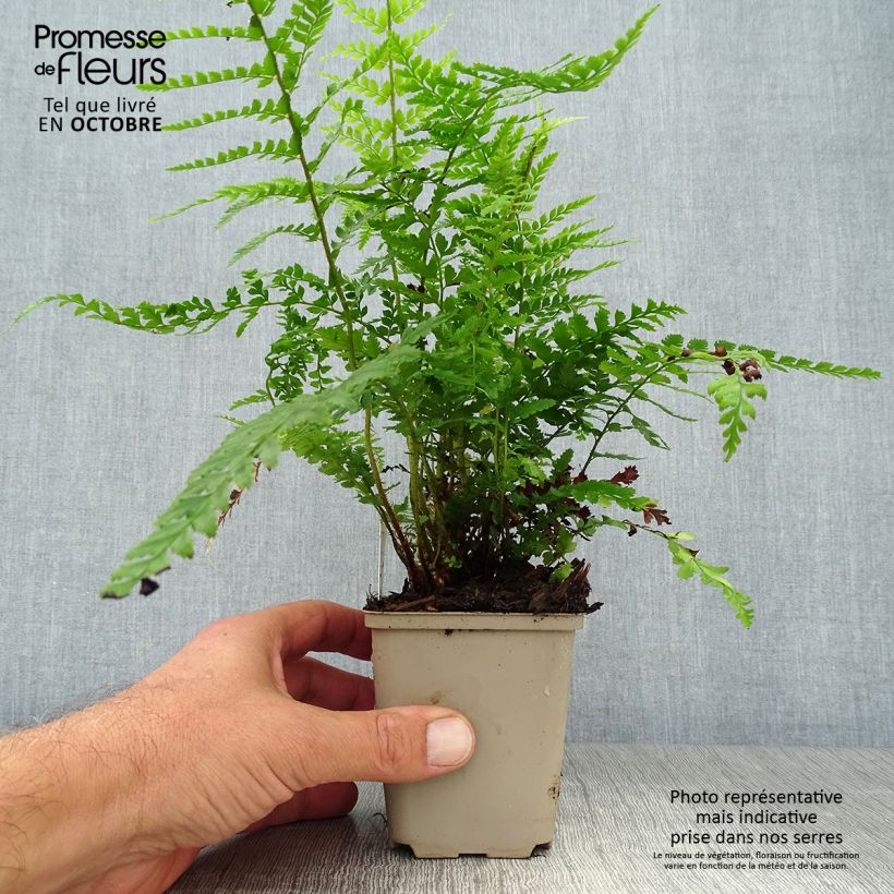 Exemplaar van Polystichum setiferum Dahlem - Zachte naaldvaren Kweekpotje van 8/9 cm zoals geleverd in de herfst