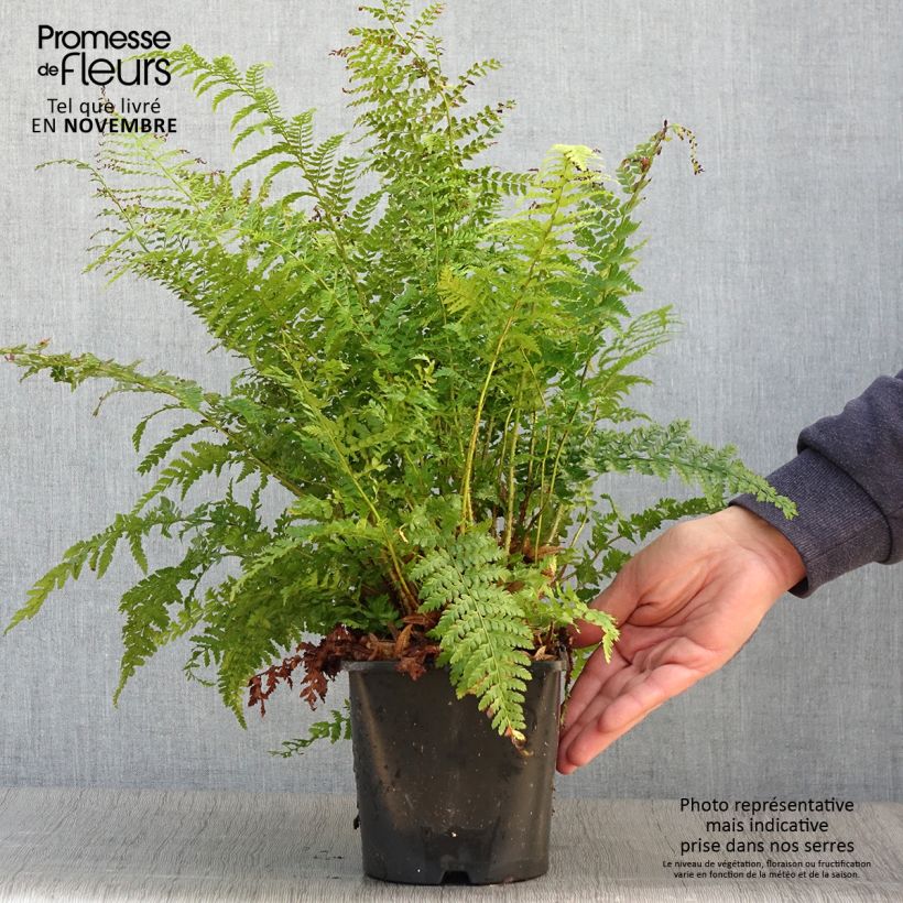 Exemplaar van Polystichum setiferum - Zachte naaldvaren Pot van 2 l/3 l zoals geleverd in de herfst