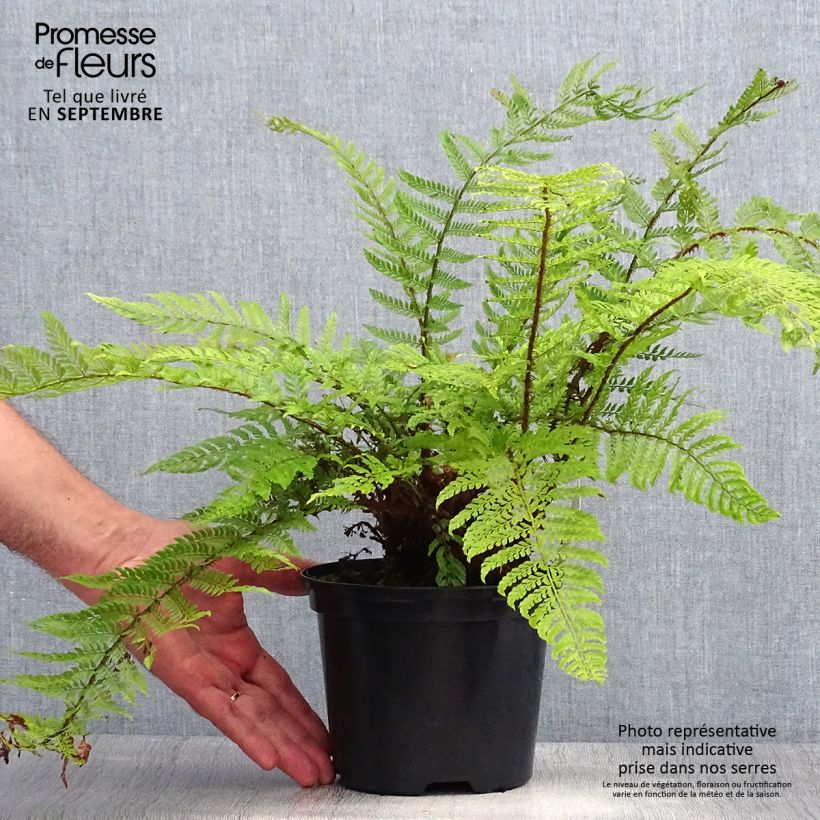 Exemplaar van Polystichum setiferum Plumosum Bevis - Zachte naaldvaren Pot van 2 l/3 l zoals geleverd in de zomer