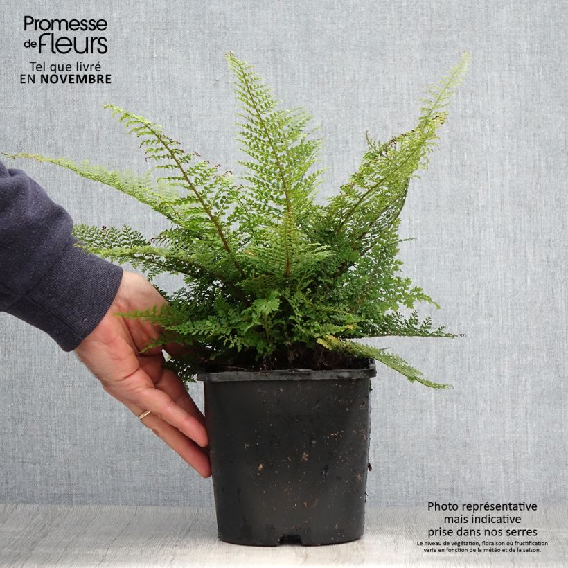 Exemplaar van Polystichum setiferum Plumosum Densum - Zachte naaldvaren Pot van 2 l/3 l zoals geleverd in de herfst