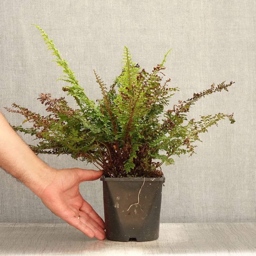Exemplaar van Polystichum setiferum Plumosum Densum - Zachte naaldvaren Pot van 2 l/3 l zoals geleverd in de zomer