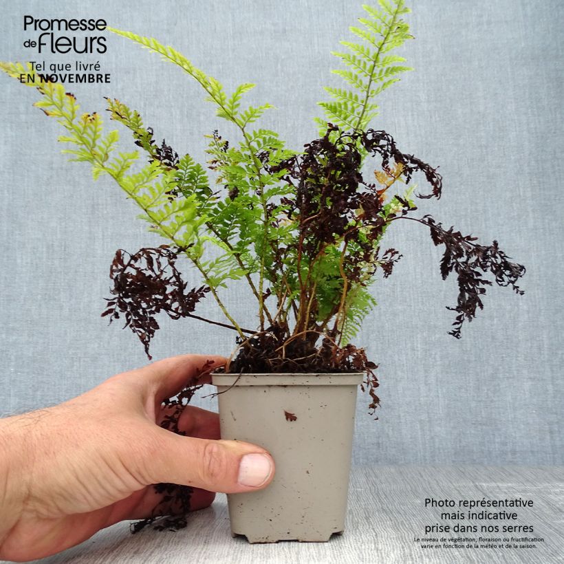 Exemplaar van Polystichum setiferum Proliferum - Zachte naaldvaren Kweekpotje van 8/9 cm zoals geleverd in de herfst