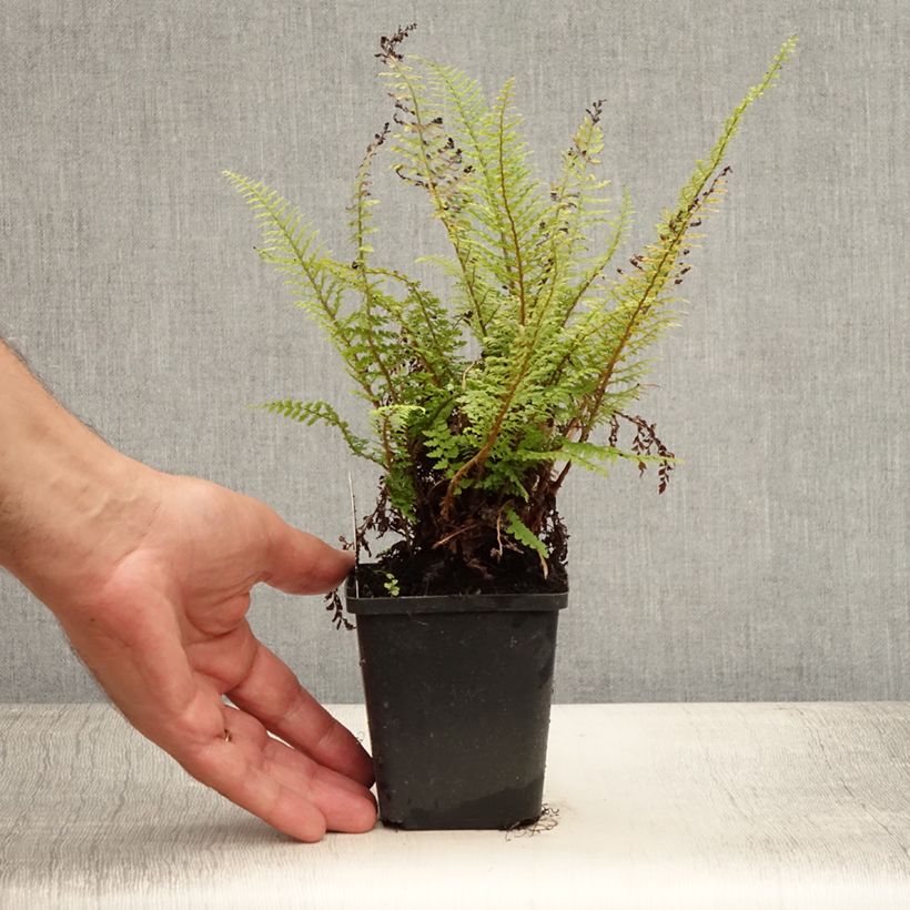Exemplaar van Polystichum setiferum Proliferum - Zachte naaldvaren Kweekpotje van 8/9 cm zoals geleverd in de zomer