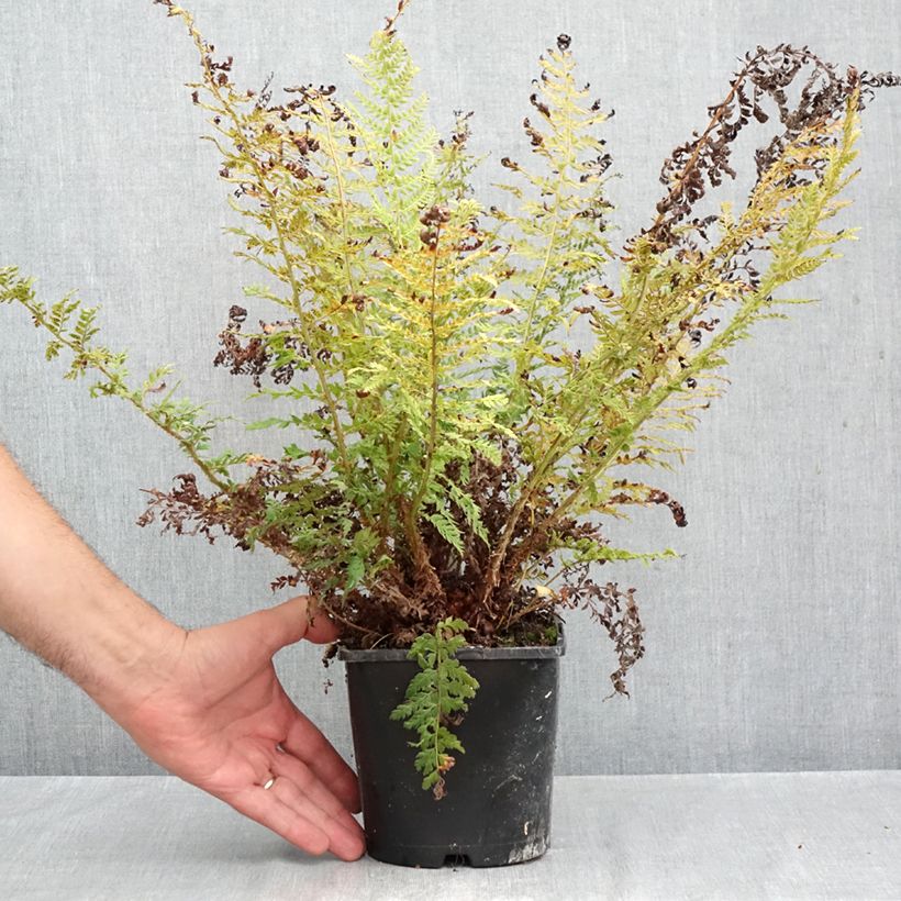 Exemplaar van Polystichum setiferum Proliferum - Zachte naaldvaren Pot van 2 l/3 l zoals geleverd in de herfst