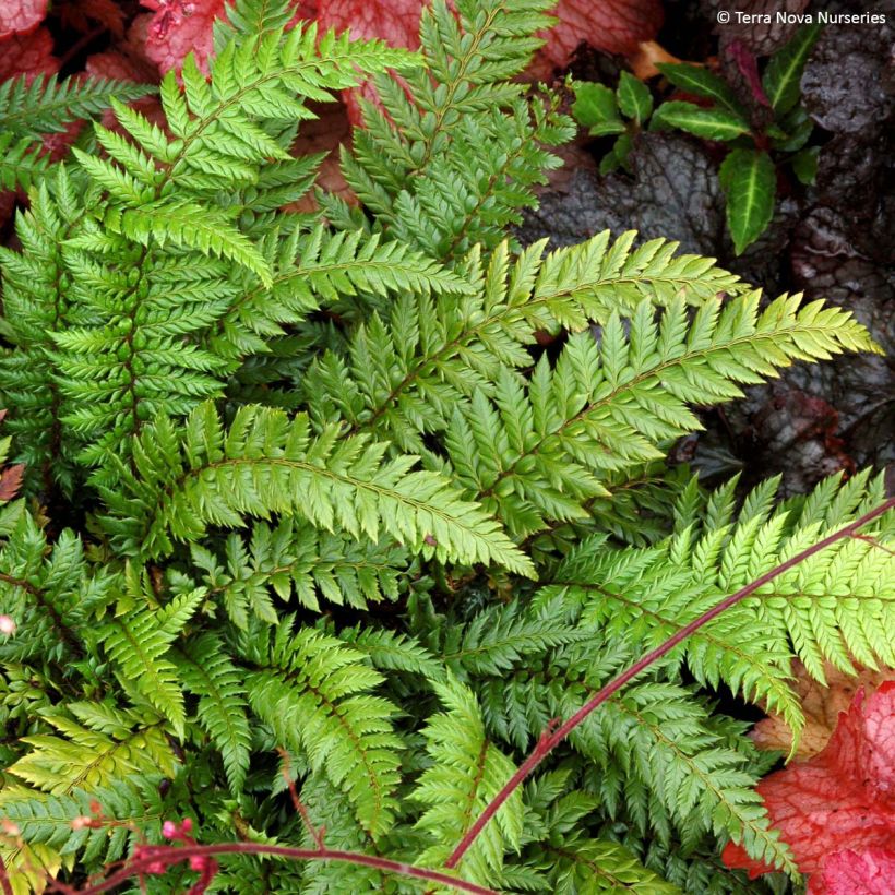Polystichum Shiny Holy Fern - Glansschildvaren (Groeiplaats)