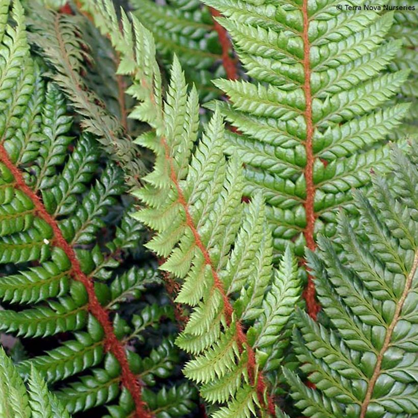 Polystichum Shiny Holy Fern - Glansschildvaren (Blad)