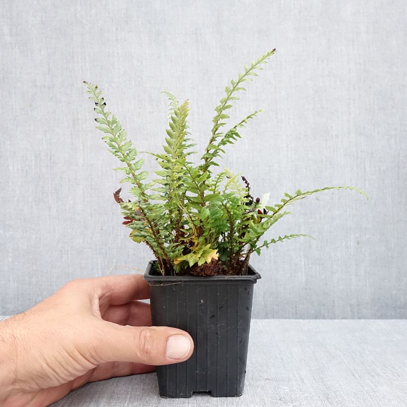 Exemplaar van Polystichum Shiny Holy Fern - Glansschildvaren Kweekpotje van 8/9 cm zoals geleverd in de herfst