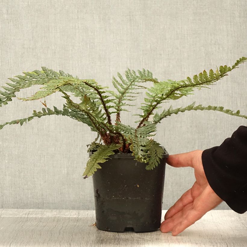 Exemplaar van Polystichum Shiny Holy Fern - Glansschildvaren Pot van 2 l/3 l zoals geleverd in de herfst