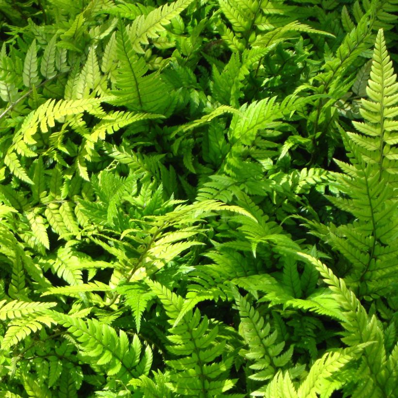 Polystichum tsus-simense - Smalle naaldvaren (Foliage)