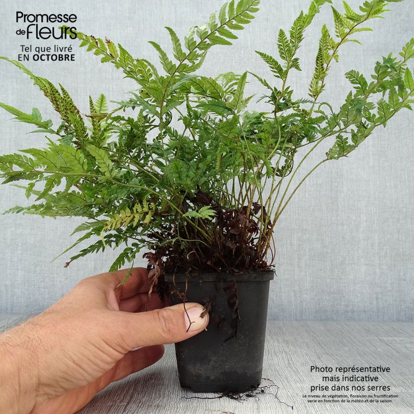 Exemplaar van Polystichum tsus-simense - Smalle naaldvaren Kweekpotje van 8/9 cm zoals geleverd in de herfst