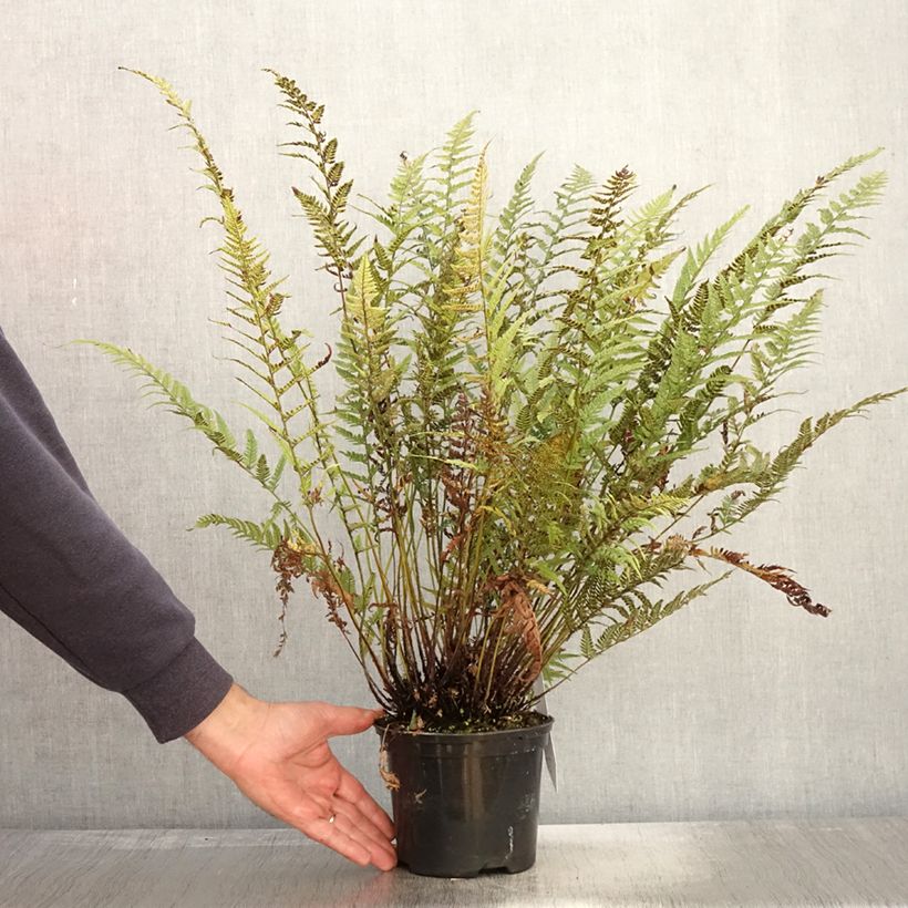 Exemplaar van Polystichum tsus-simense - Smalle naaldvaren Pot van 2 l/3 l zoals geleverd in de herfst