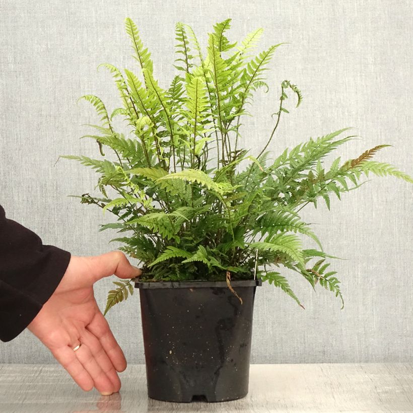 Example of Polystichum tsus-simense - Smalle naaldvaren Pot van 2 l/3 l as you get in printemps