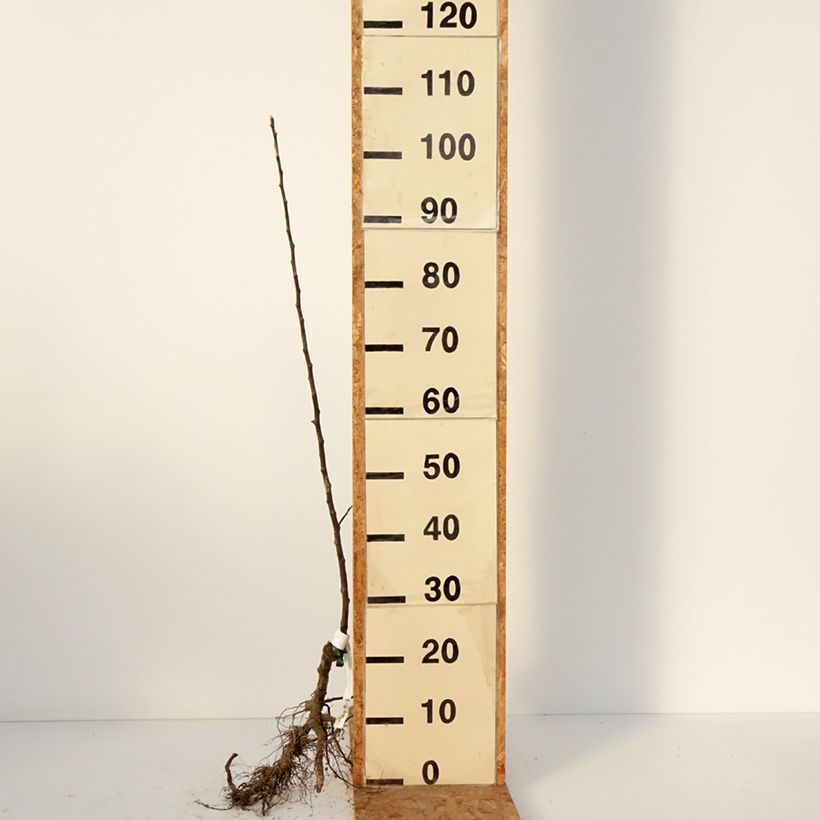 Exemplaar van Ciderappel Groene Locard Naakte wortel, Onderstam zoals geleverd in de winter