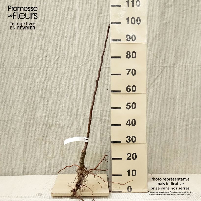 Exemplaar van Ciderappel Petit Jaune Naakte wortel, Onderstam zoals geleverd in de winter