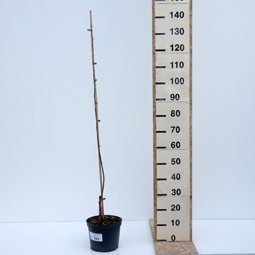 Exemplaar van Pommier Ananas Berżenicki Pot de 4L/5L, Scion zoals geleverd in de winter
