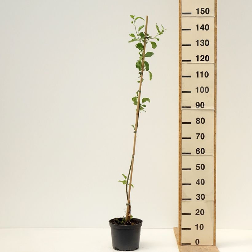 Exemplaar van Appelboom Ananas Berżenicki Pot van 4 l/5 l, Onderstam zoals geleverd in de lente