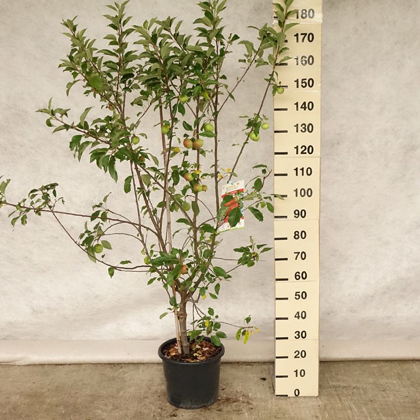 Exemplaar van Appelboom Antarès Pot van 7,5 l/10 l, Kelkvormig zoals geleverd in de zomer