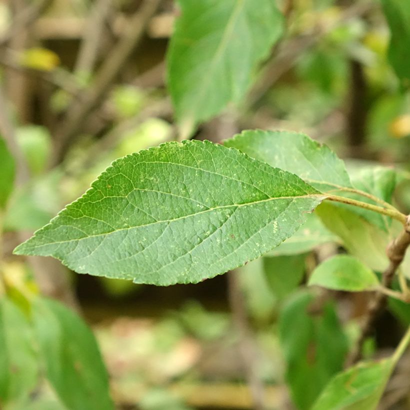 Appelboom Antarès (Blad)